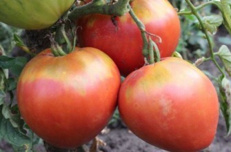 มะเขือเทศผลไม้หัวใจ