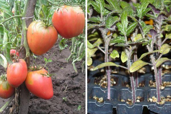 plants de tomates