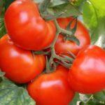 มะเขือเทศลูกผสม