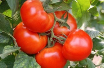 มะเขือเทศลูกผสม