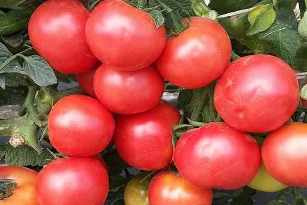 Un bouquet de tomates
