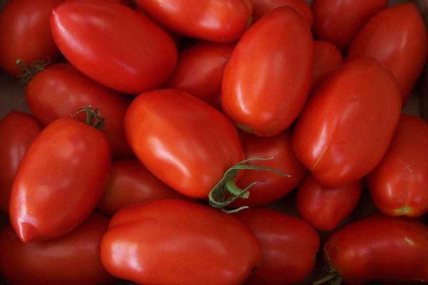 การเก็บเกี่ยวมะเขือเทศ