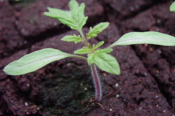 ต้นกล้ามะเขือเทศ