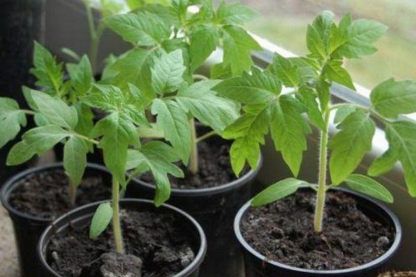 ต้นกล้ามะเขือเทศ