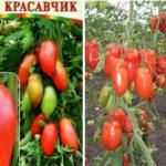 มะเขือเทศหล่อมาก