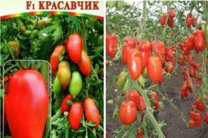 คำอธิบายของมะเขือเทศ Krasavchik: ข้อดีและข้อเสียของพันธุ์