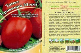 บลัดดี้แมรี่