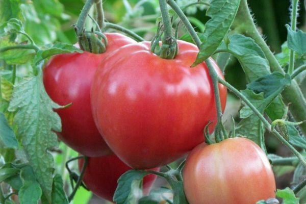 การปลูกมะเขือเทศ