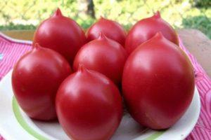 คำอธิบายเกี่ยวกับมะเขือเทศไครเมียโรส พันธุ์และต้นกล้าที่กำลังเติบโต