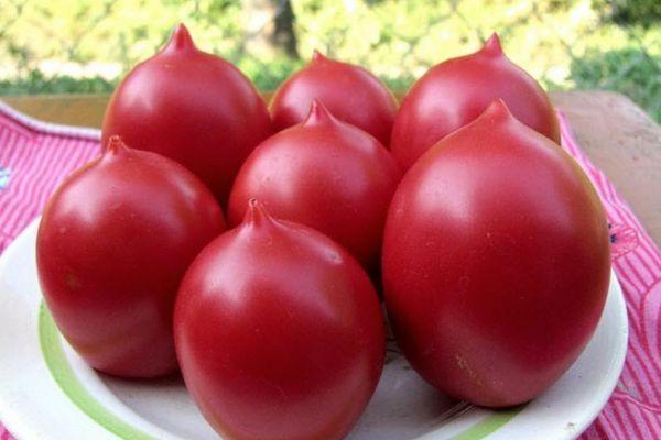 มะเขือเทศสุก