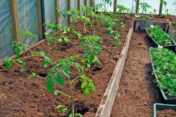 ถั่วงอกมะเขือเทศ