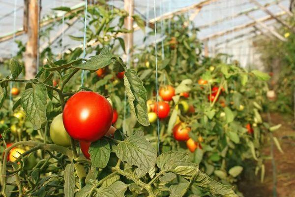 มะเขือเทศในเรือนกระจก