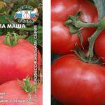 ลักษณะของมะเขือเทศ