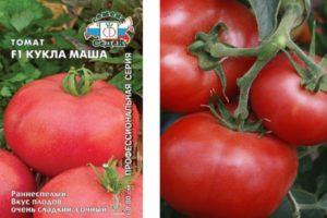 คำอธิบายเกี่ยวกับมะเขือเทศ Masha Doll F1 การปลูกพันธุ์ผสม และบทวิจารณ์ของชาวสวน