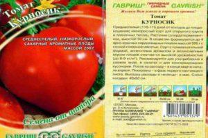 Description de la tomate Kurnosik : caractéristiques de la variété et soins
