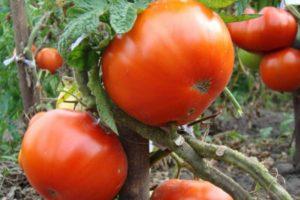 ลักษณะของมะเขือเทศคุม: กฎการปลูก การดูแล และผลผลิต