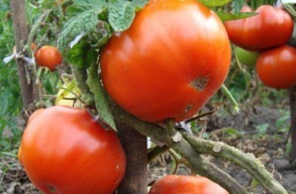 มะเขือเทศสุก