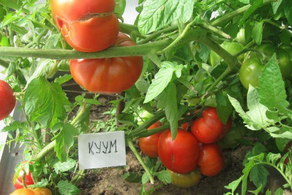 มะเขือเทศคุม