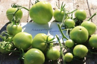 มะเขือเทศสีเขียว