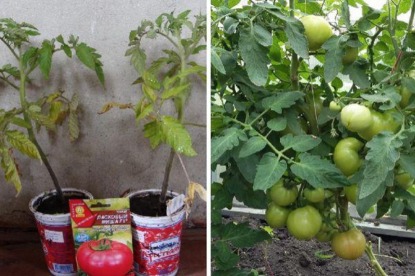 plants de tomates
