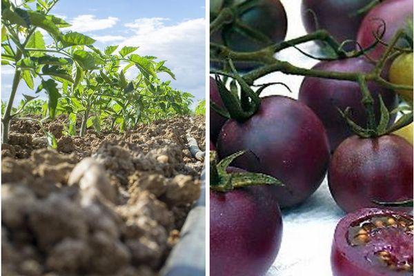 การปลูกมะเขือเทศ