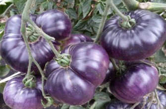 มะเขือเทศสีฟ้า