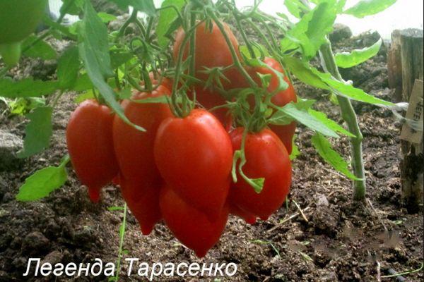 Tomates Tarasenko