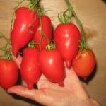 Branche avec des tomates