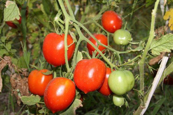 buisson de tomates