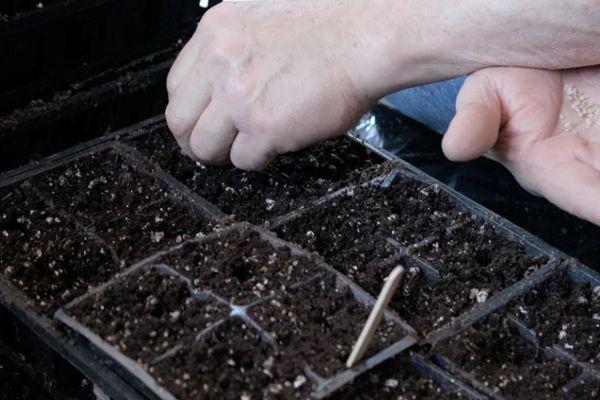 การหว่านเมล็ดพันธุ์