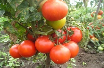 ต้นมะเขือเทศ