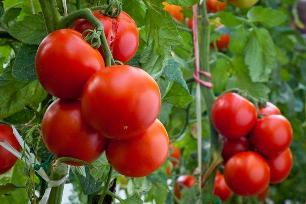 Tomates en serre