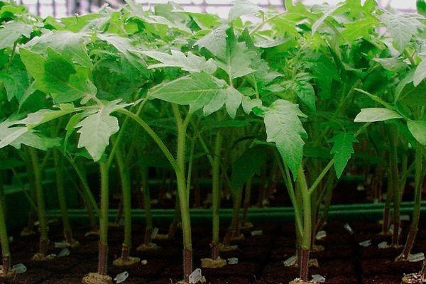 Une boîte avec des semis