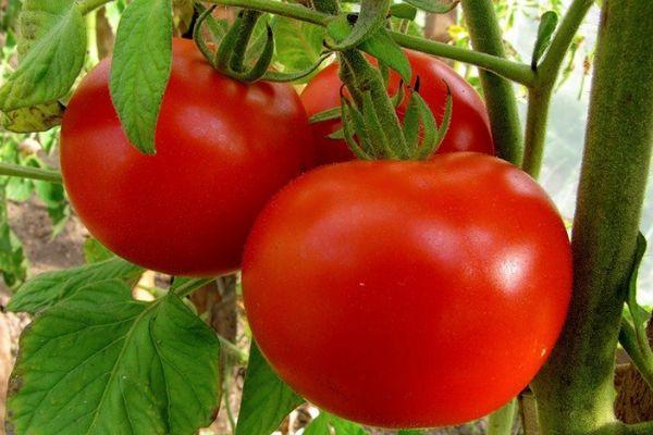 Tomates paresseuses