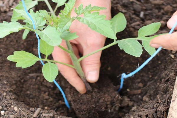 การปลูกมะเขือเทศ