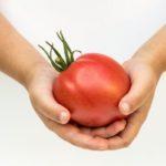 มะเขือเทศในมือ