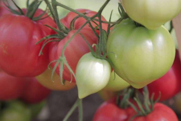 การปลูกมะเขือเทศ