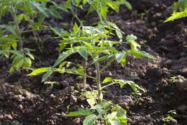 ต้นกล้ามะเขือเทศ