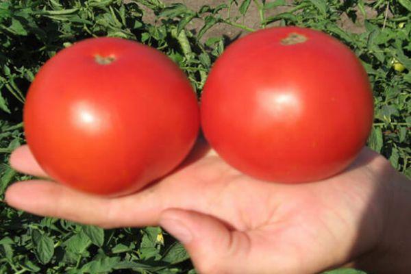 มะเขือเทศในฝ่ามือของคุณ