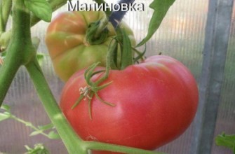 มะเขือเทศมาลินอฟกา