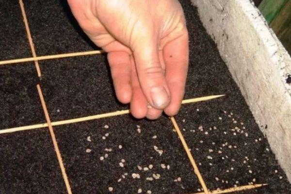 การหว่านเมล็ดพันธุ์