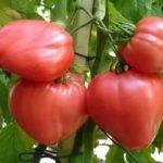 มะเขือเทศน้ำผึ้ง