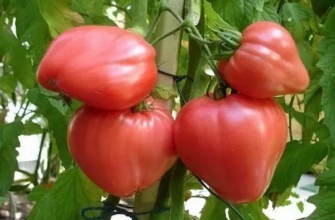 มะเขือเทศน้ำผึ้ง