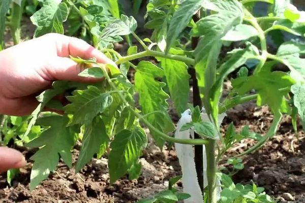 ถั่วงอกมะเขือเทศ