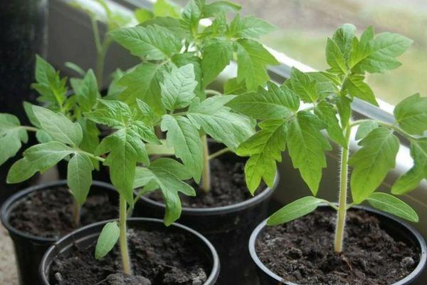 การปลูกต้นกล้า