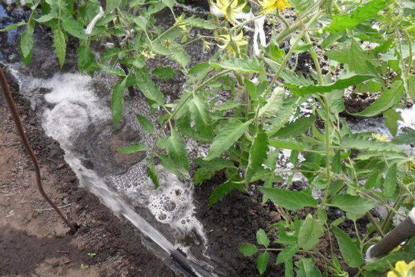 การรดน้ำมะเขือเทศ