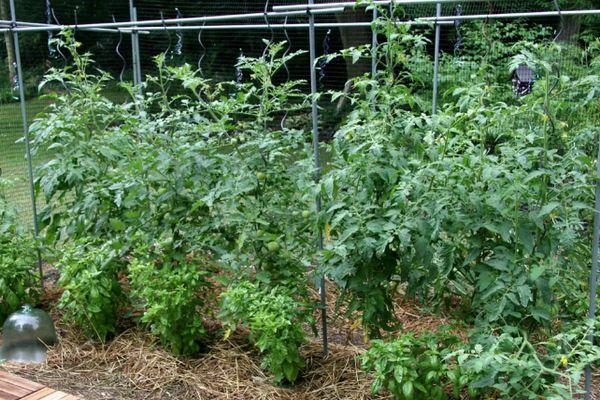 การปลูกมะเขือเทศ