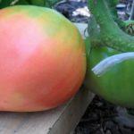 มะเขือเทศลูกใหญ่