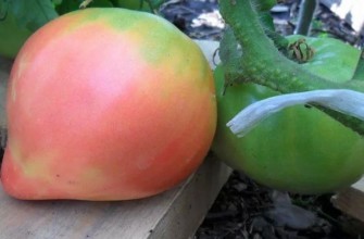 มะเขือเทศลูกใหญ่