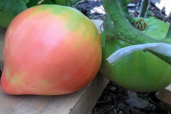 มะเขือเทศลูกใหญ่